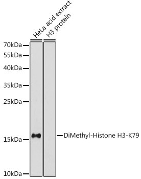 H3K79me2 Antibody in Western Blot (WB)