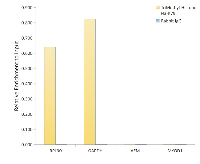 H3K79me3 Antibody in ChIP Assay (ChIP)