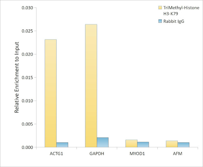 H3K79me3 Antibody in ChIP Assay (ChIP)