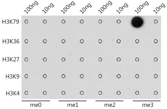 H3K79me3 Antibody in Dot Blot (DB)