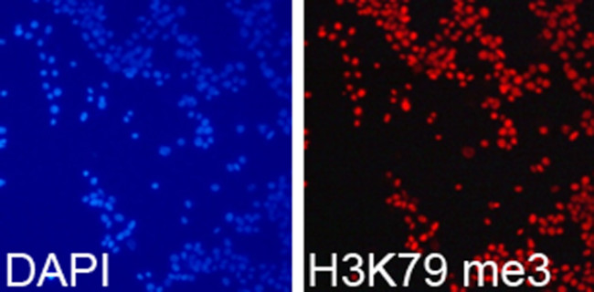 H3K79me3 Antibody in Immunocytochemistry (ICC/IF)