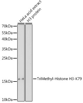 H3K79me3 Antibody in Western Blot (WB)