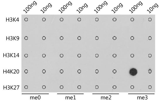 H4K20me3 Antibody in Dot Blot (DB)