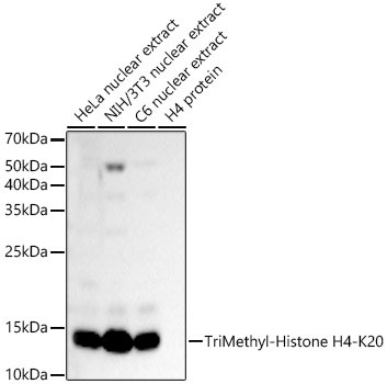 H4K20me3 Antibody in Western Blot (WB)