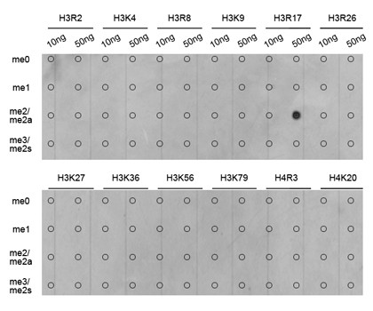 H3R17me2a Antibody in Dot Blot (DB)