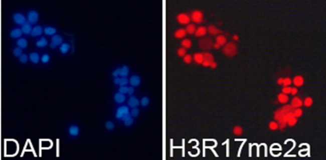 H3R17me2a Antibody in Immunocytochemistry (ICC/IF)