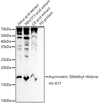 H3R17me2a Antibody in Western Blot (WB)