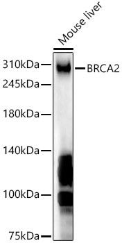 BRCA2 Antibody in Western Blot (WB)