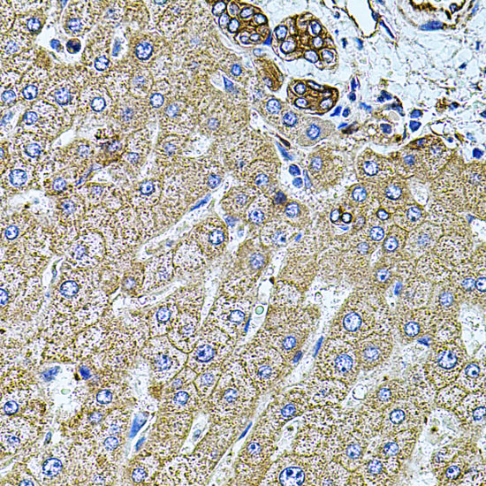 Filamin B Antibody in Immunohistochemistry (Paraffin) (IHC (P))