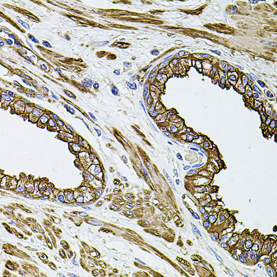 Filamin B Antibody in Immunohistochemistry (Paraffin) (IHC (P))