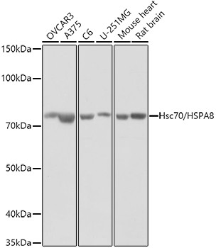 HSC70 Antibody in Western Blot (WB)