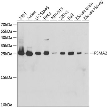 PSMA2 Antibody in Western Blot (WB)