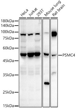 PSMC4 Antibody in Western Blot (WB)
