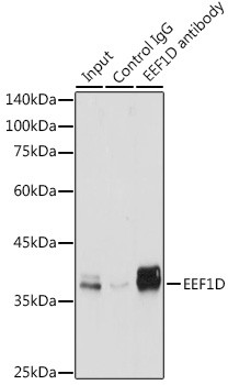 EEF1D Antibody in Immunoprecipitation (IP)