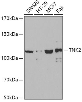 ACK1 Antibody in Western Blot (WB)