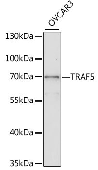 TRAF5 Antibody in Western Blot (WB)