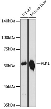 PLK1 Antibody in Western Blot (WB)