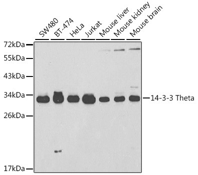 14-3-3 theta Antibody in Western Blot (WB)