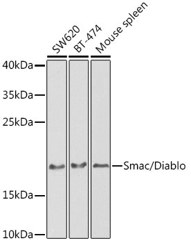 DIABLO Antibody in Western Blot (WB)
