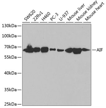 AIF Antibody in Western Blot (WB)