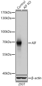 AIF Antibody in Western Blot (WB)