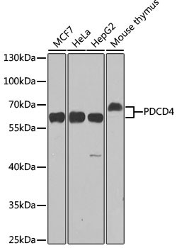 PDCD4 Antibody in Western Blot (WB)