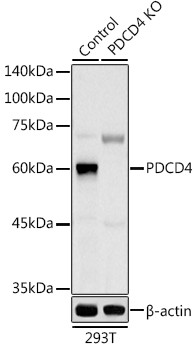 PDCD4 Antibody in Western Blot (WB)