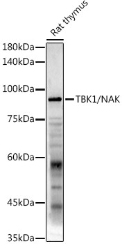 TBK1 Antibody in Western Blot (WB)