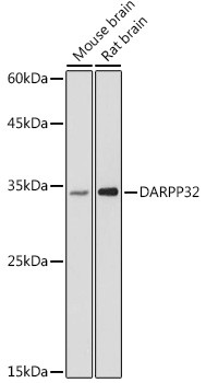 DARPP-32 Antibody in Western Blot (WB)