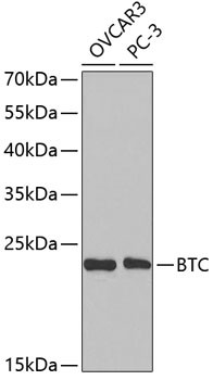 betacellulin Antibody in Western Blot (WB)