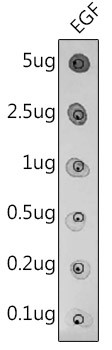 EGF Antibody in Dot Blot (DB)