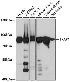 TRAP1 Antibody in Western Blot (WB)