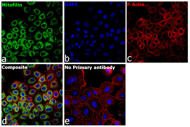 Mitofilin Antibody in Immunocytochemistry (ICC/IF)