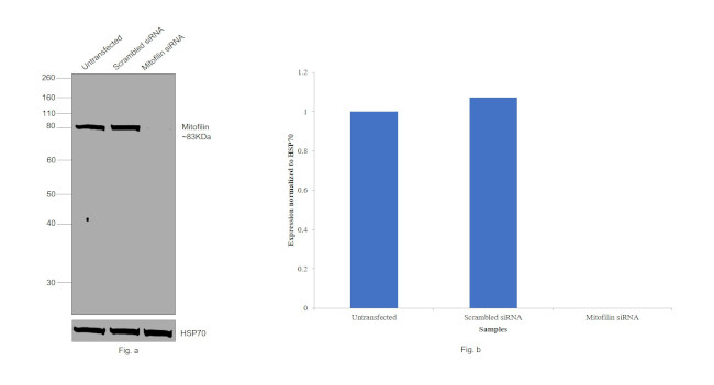 Mitofilin Antibody