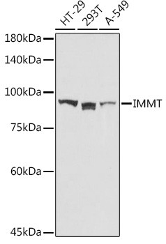 Mitofilin Antibody in Western Blot (WB)