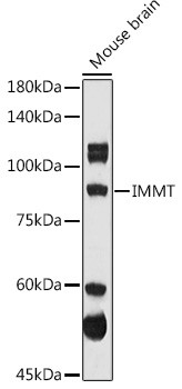 Mitofilin Antibody in Western Blot (WB)