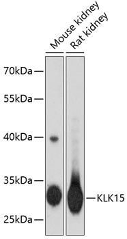 Kallikrein 15 Antibody in Western Blot (WB)