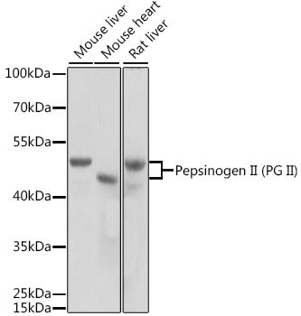 PGC Antibody in Western Blot (WB)