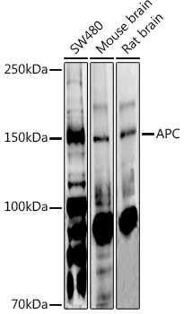 Protein APC Antibody in Western Blot (WB)