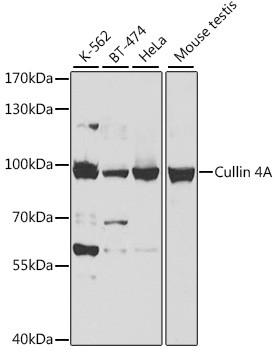 Cullin 4A Antibody in Western Blot (WB)