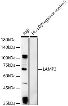 LAMP3 Antibody in Western Blot (WB)