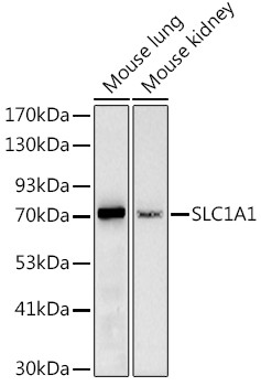 EAAC1 Antibody in Western Blot (WB)