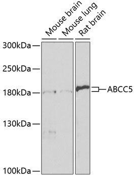 MRP5 Antibody in Western Blot (WB)