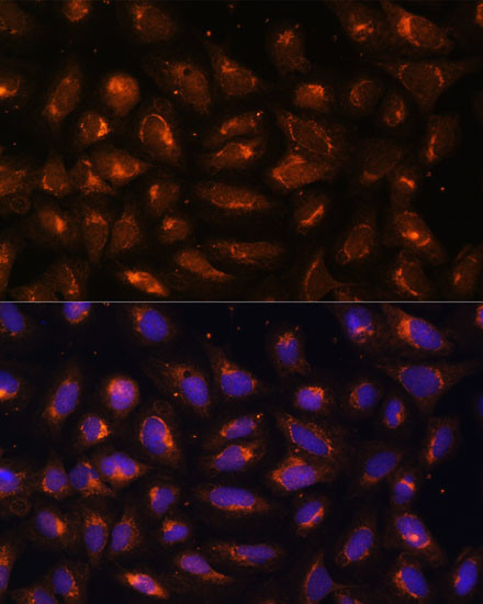 CKMT1B Antibody in Immunocytochemistry (ICC/IF)