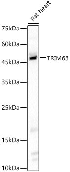 MURF1 Antibody in Western Blot (WB)