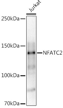 NFATC2 Antibody in Western Blot (WB)