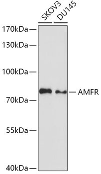 AMFR Antibody in Western Blot (WB)