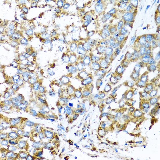 COX6A1 Antibody in Immunohistochemistry (Paraffin) (IHC (P))