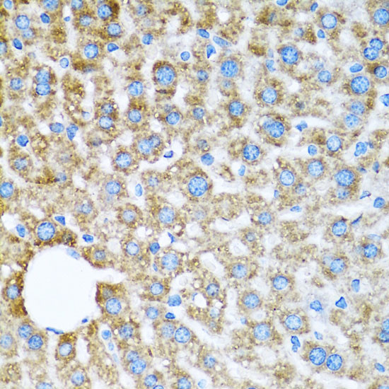 COX6A1 Antibody in Immunohistochemistry (Paraffin) (IHC (P))