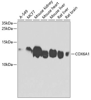 COX6A1 Antibody in Western Blot (WB)